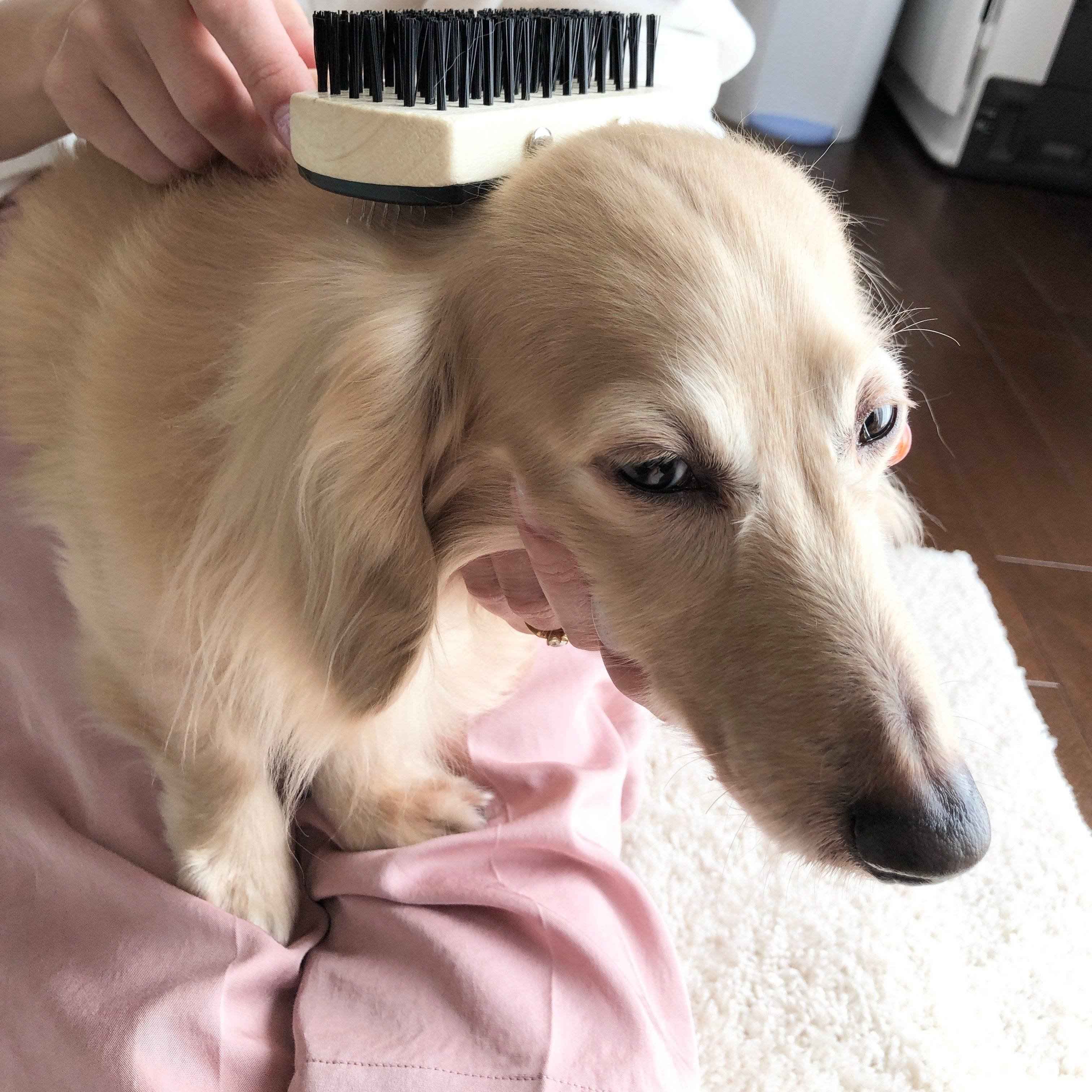 ダックスフンド