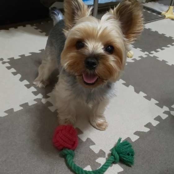 「遊ぼう」とお誘い中（ヨークシャー・テリア）