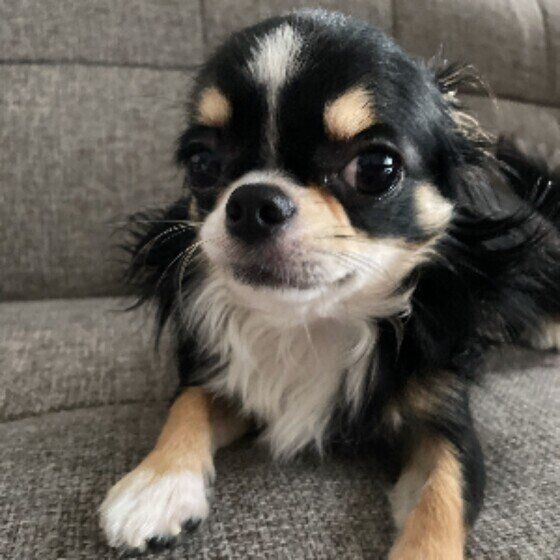 見つめるチワワ