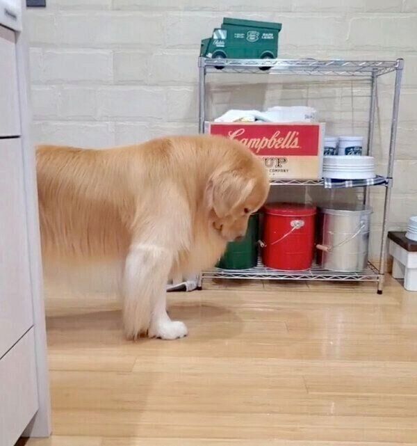 ボクのごはんまだ としょんぼり気味の犬 笑顔でのダメ押しアピールに胸キュン いぬのきもちweb Magazine