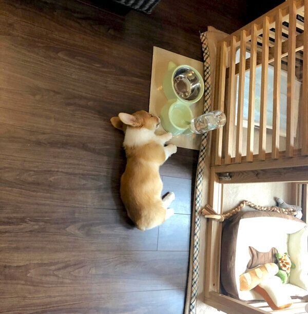 生後3カ月のモカちゃん