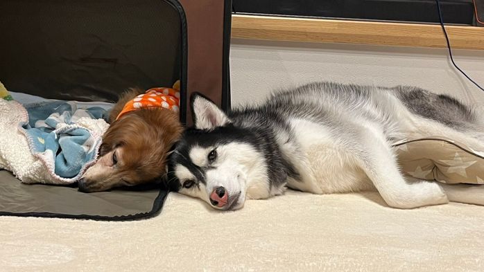 仲良く眠るルーナちゃん、りんちゃん