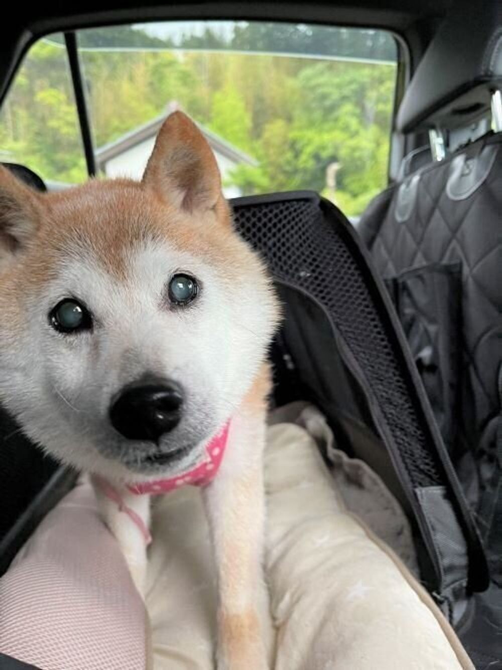 お散歩帰りに キュンキュン 鳴くのはなぜ 柴犬かぼすちゃんと暮らして12年半 そばにいて思うこと いぬのきもちweb Magazine お散歩帰りに キュンキュン 鳴くのはなぜ 柴犬かぼすちゃんと暮らして12年半 そばにいて思うこと いぬのきもちweb Magazine