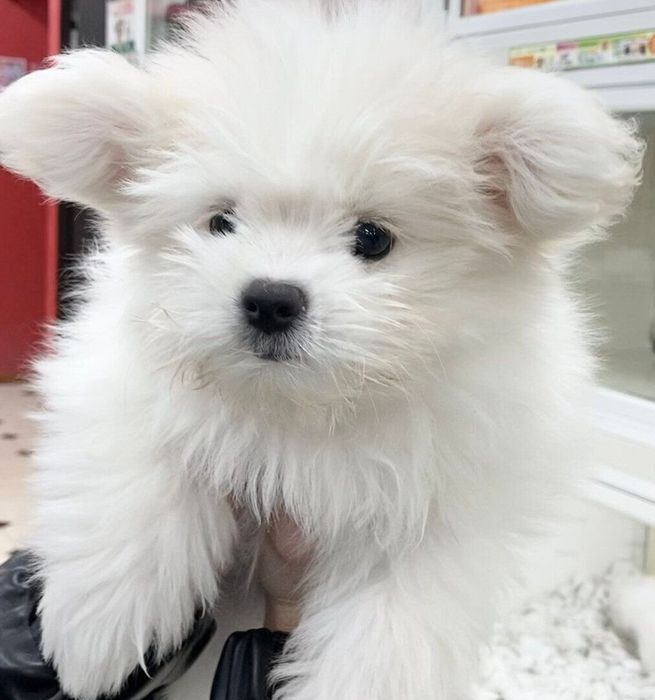 ペットショップにいた頃のおもちちゃん