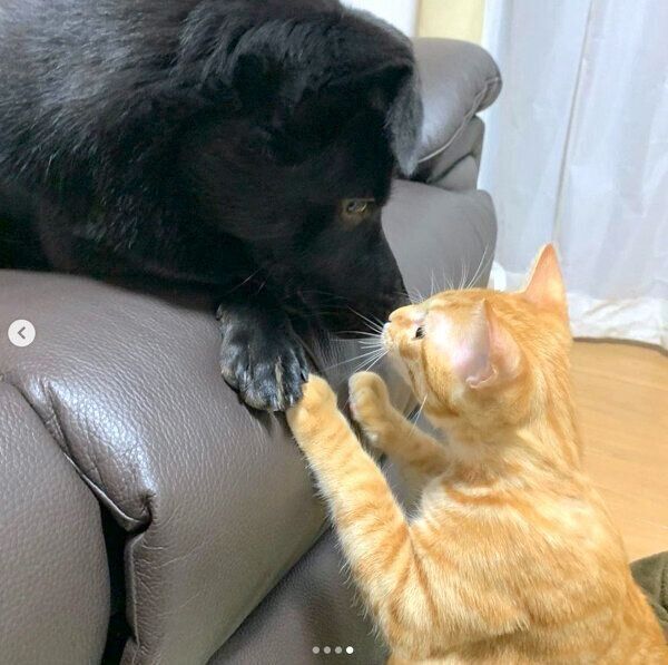 見つめ合うはなちゃん、虎吉くん