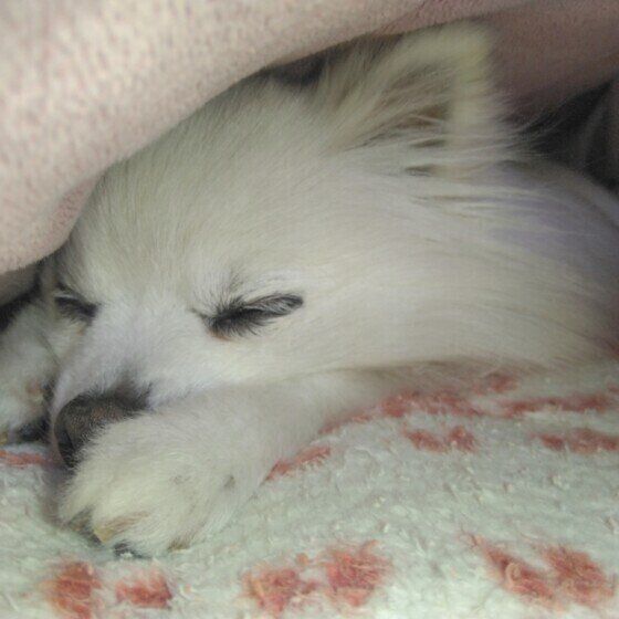 ポメラニアンのめるもちゃん