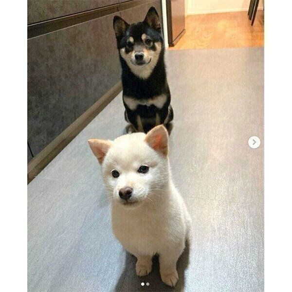 一列に並ぶ雪丸くんと小春ちゃん