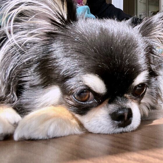 日光浴するチワワ