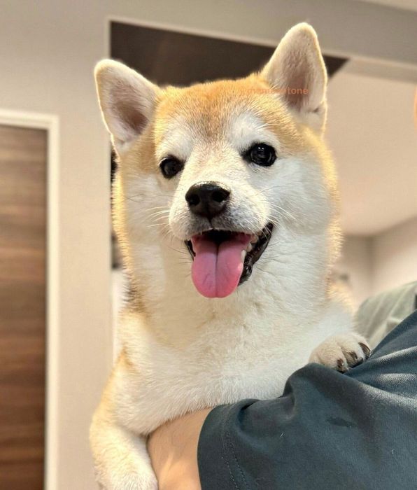 大好きなお父さんに抱っこされることねちゃん