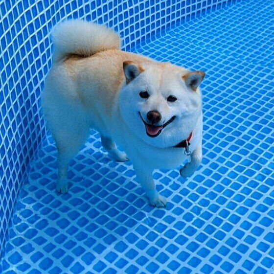 暑い夏は愛犬とどう過ごす？ 考えておきたい夏の犬の飼い方・過ごし方 いぬのきもちWEBMAGAZINE