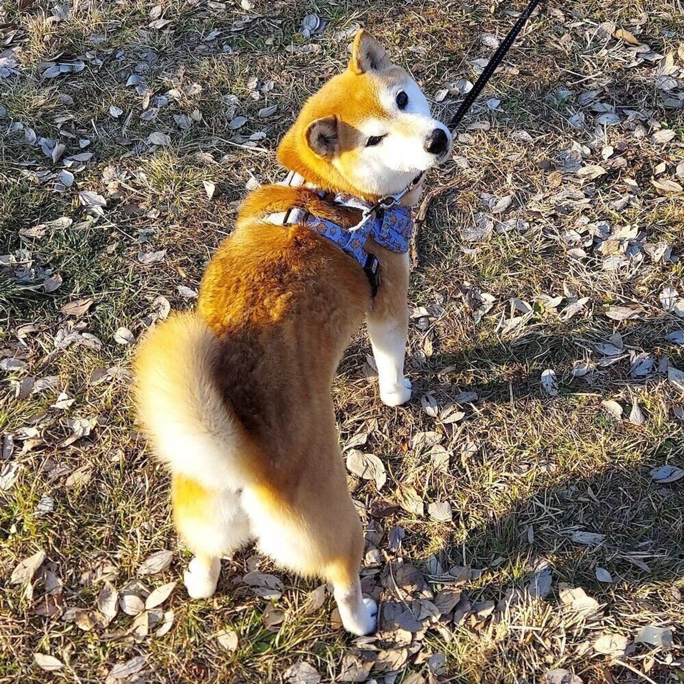 柴犬あるある お尻の視線に敏感なこと 連載 ここ掘れここ柴 Vol 171 いぬのきもちweb Magazine 柴犬あるある お尻の視線に敏感なこと 連載 ここ掘れここ柴 Vol 171 いぬのきもちweb Magazine