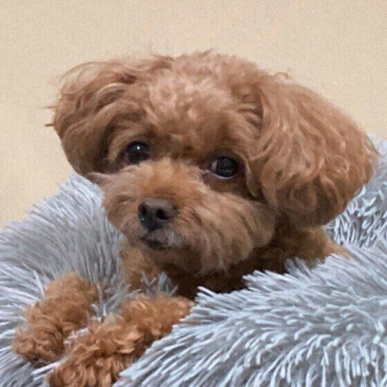 見つめるトイ・プードル