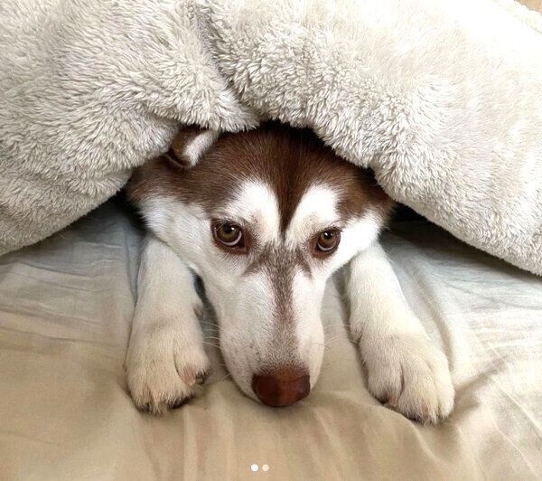 まったりするカルアちゃん