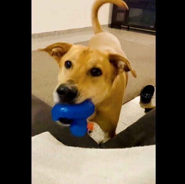 おもちゃのアヒルさんが好きなリンちゃん