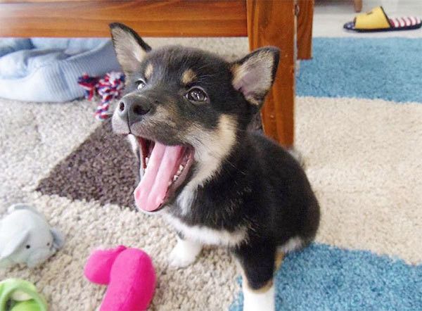 あくびする柴犬