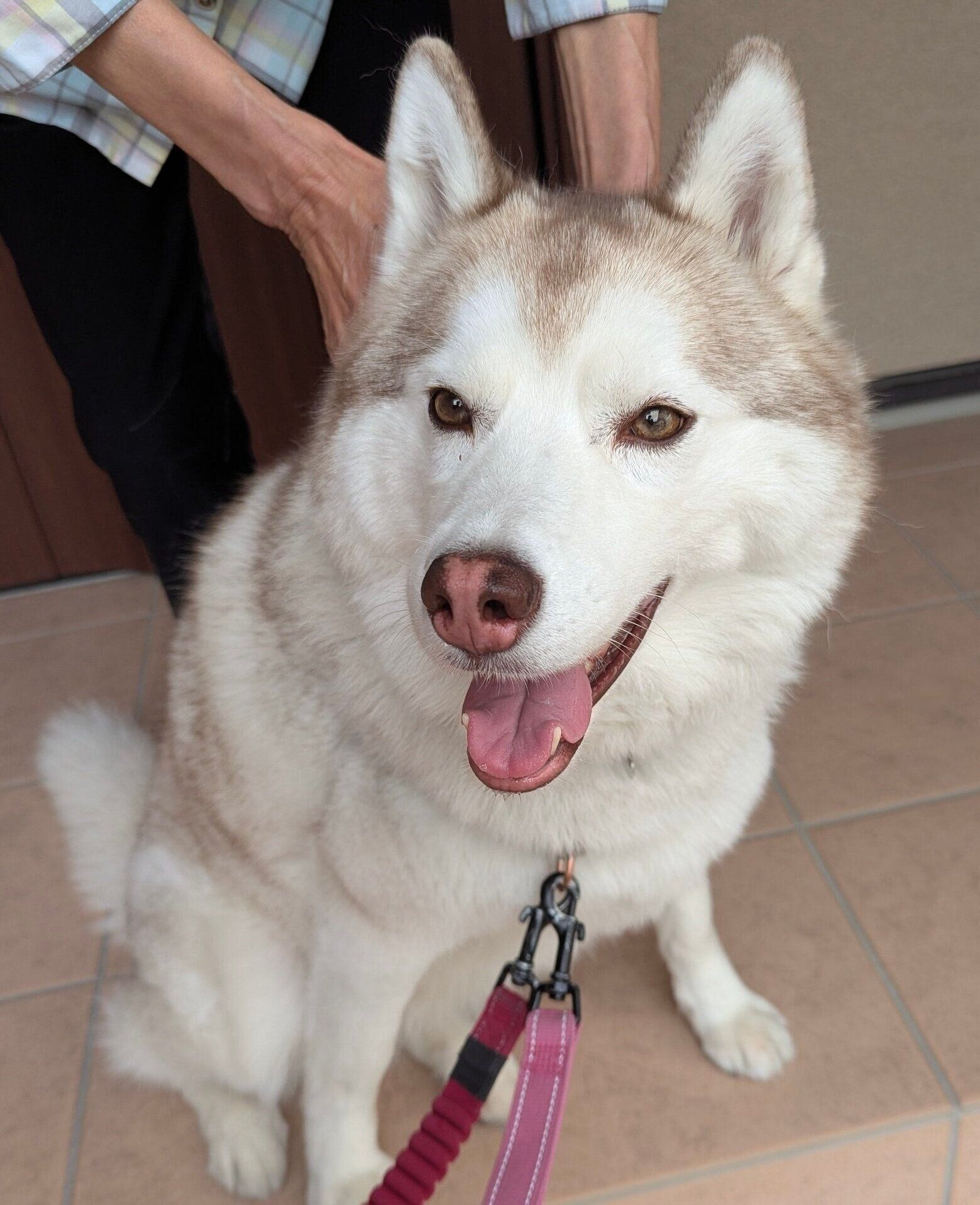 また別の日、飼い主さんの母（ばーば）にナデナデしてもらうおもちちゃん