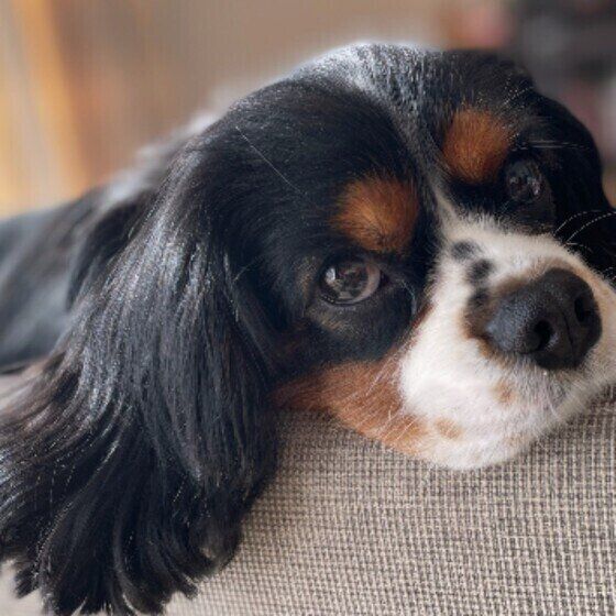 犬の心拍数と呼吸数の測り方は？知っておくと愛犬の健康管理に役立つ いぬのきもち