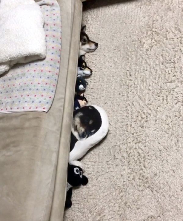 ざこ寝する豆柴