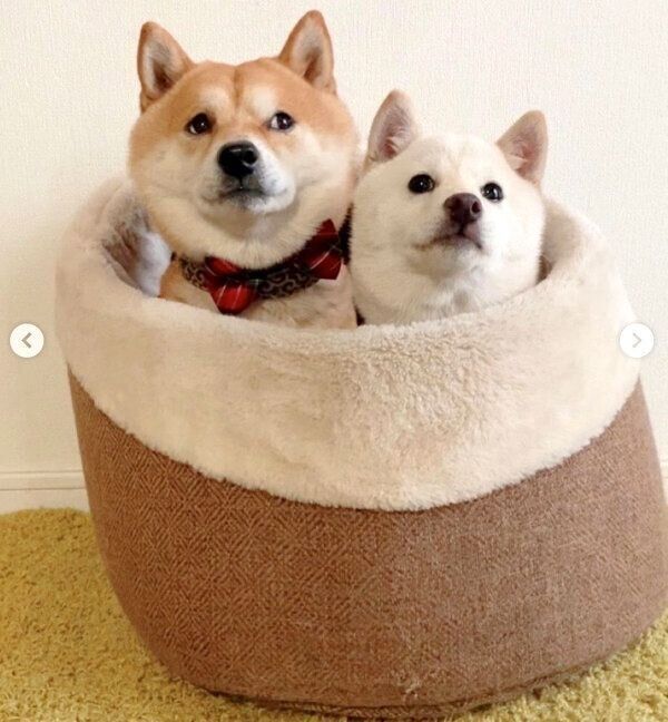 寄り添う豆千代くんとモチ代さん