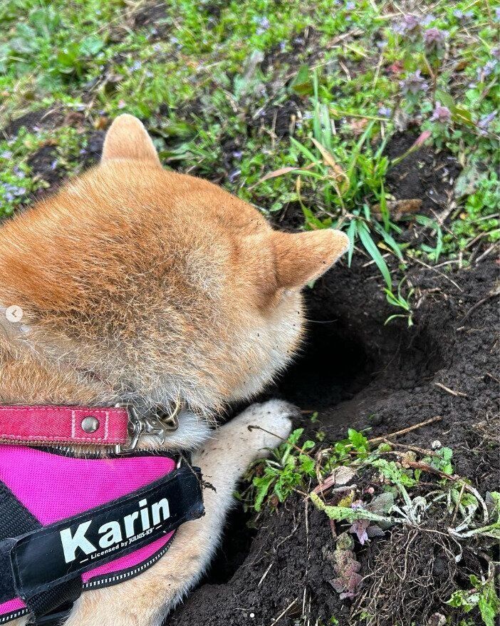 柴犬のかりんちゃん