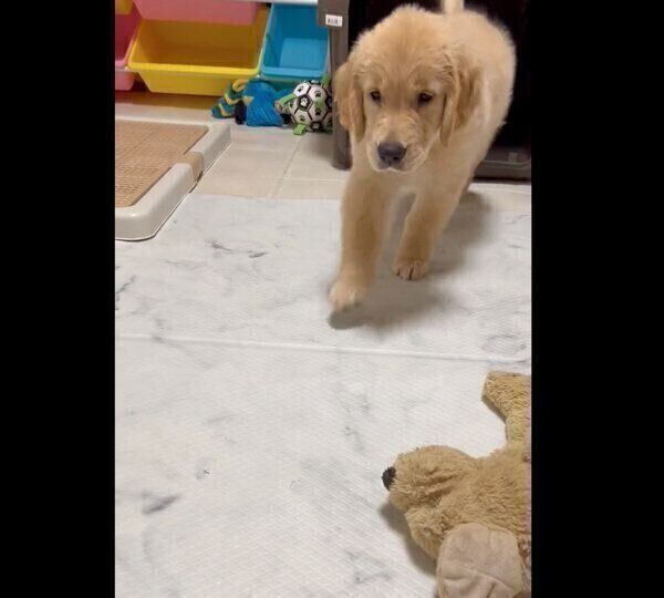 近づいてくるつゆちゃん