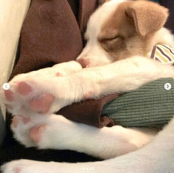 気持ちよさそうに眠るバロンくん