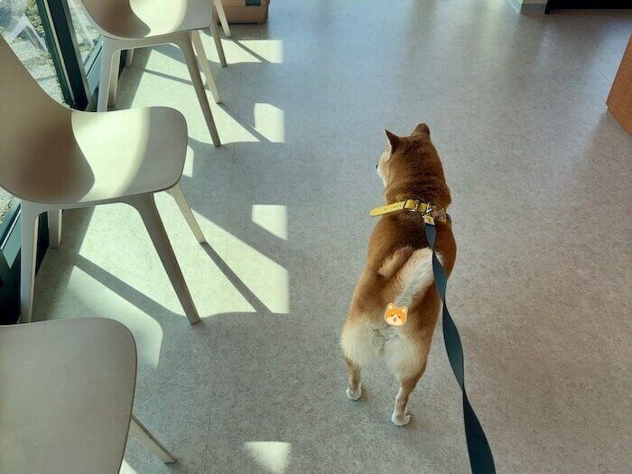 マロたんページ！ 柴犬マロたんに関する記事一覧｜いぬのきもちWEB MAGAZINE