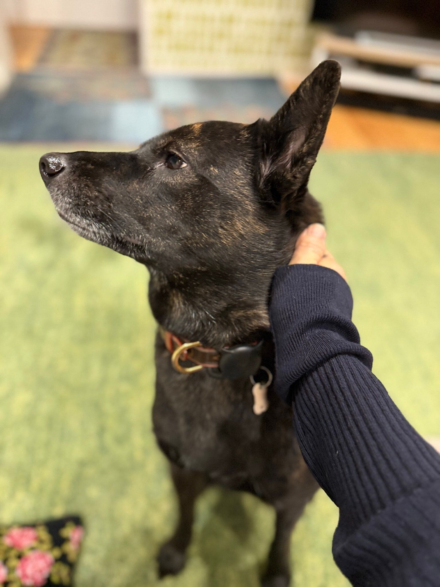 飼い主に撫でられている甲斐犬