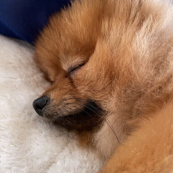 犬が寝ている飼い主の顔に乗るのはなぜ？ 犬のココロを読み解く ポメラニアン いぬのきもち