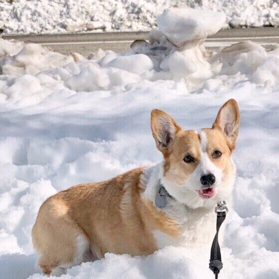 ウェルシュ・コーギー・ペンブローク