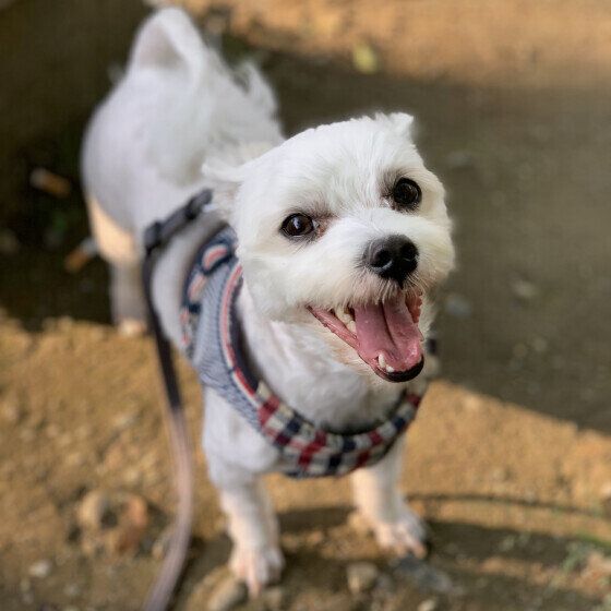 犬のウンチをなぜ拾わない？ 犬のフンの放置で起こるリスクを獣医師に聞いた いぬのきもち