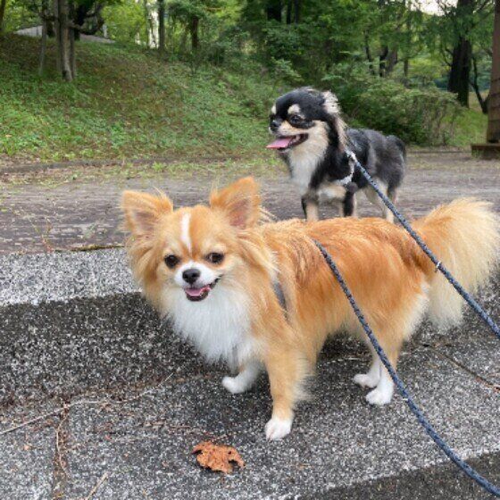 シニア犬に多い老化のサイン 歩き方の変化に注意しよう いぬのきもち