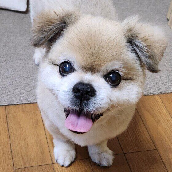 動物病院で行われる犬のリハビリって何をするの?  いぬのきもち