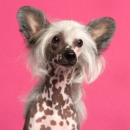 チャイニーズ・クレステッド・ドッグ