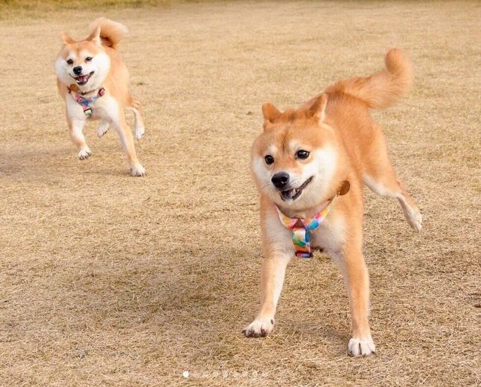ドッグランを楽しむちくわくん、がんもくん