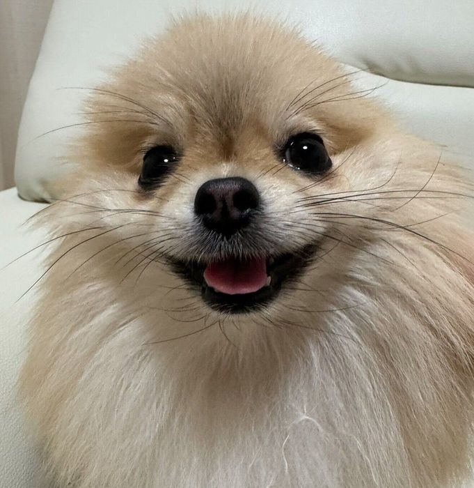 アザラシ風ななごみちゃん