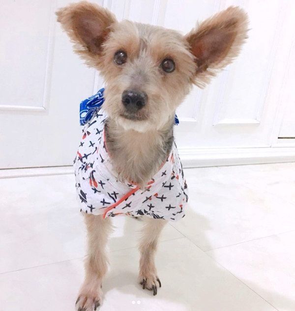 元保護犬・サブレくん