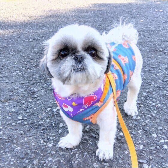 お散歩中のシーズー