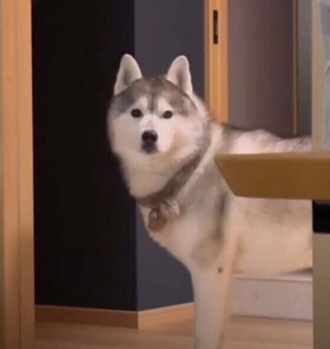 おねえちゃん きて いつもの笑顔は封印して飼い主さんに真顔で迫るハスキー いぬのきもちweb Magazine おねえちゃん きて いつもの笑顔は封印して飼い主さんに真顔で迫るハスキー いぬのきもちweb Magazine