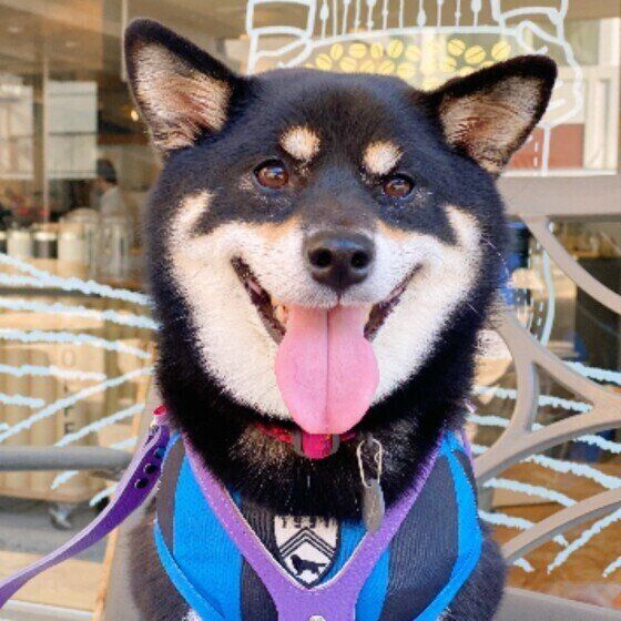 柴のラガーちゃん