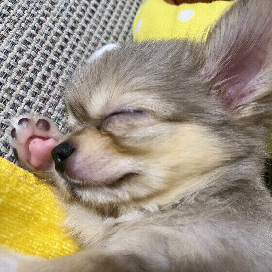 犬の肉球の数は全部でいくつ？ 犬の肉球の役割と豆知識 チワワ いぬのきもち