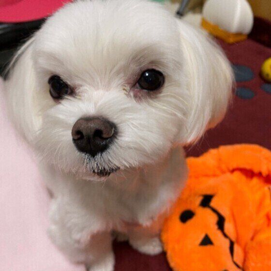 白いマルチーズの足元にハロウィンのかぼちゃのおばけのぬいぐるみ