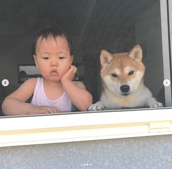 外を眺める柴犬と妹ちゃん