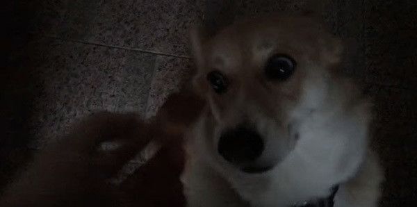 見つめるコーギー