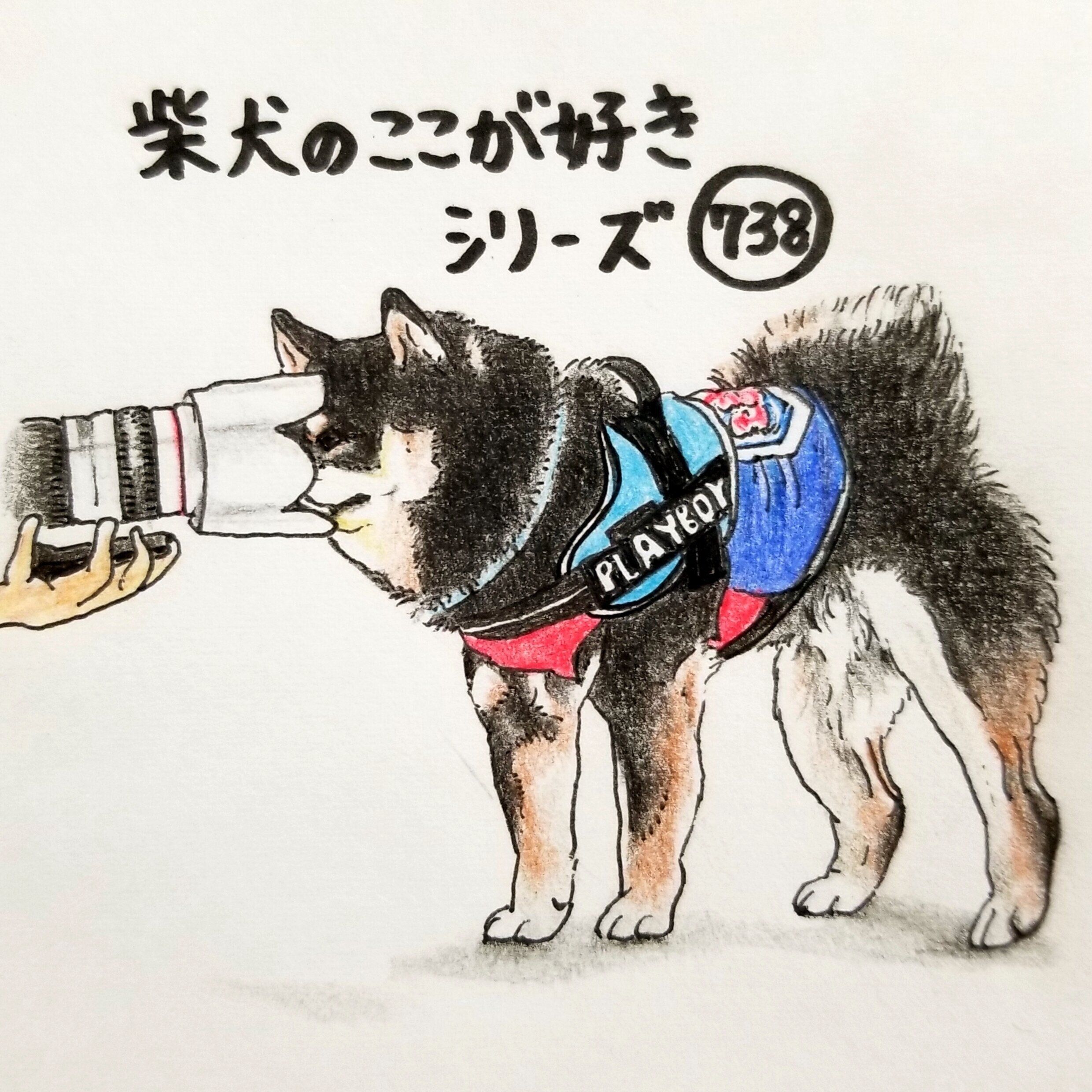柴犬あるある カメラに近寄りすぎてレンズとの距離0cmになるとこ 連載 ここ掘れここ柴 Vol 138 いぬのきもちweb Magazine