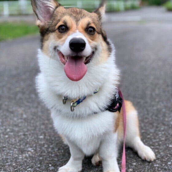 犬が突然ショック死することがある？その理由とは？ いぬのきもち