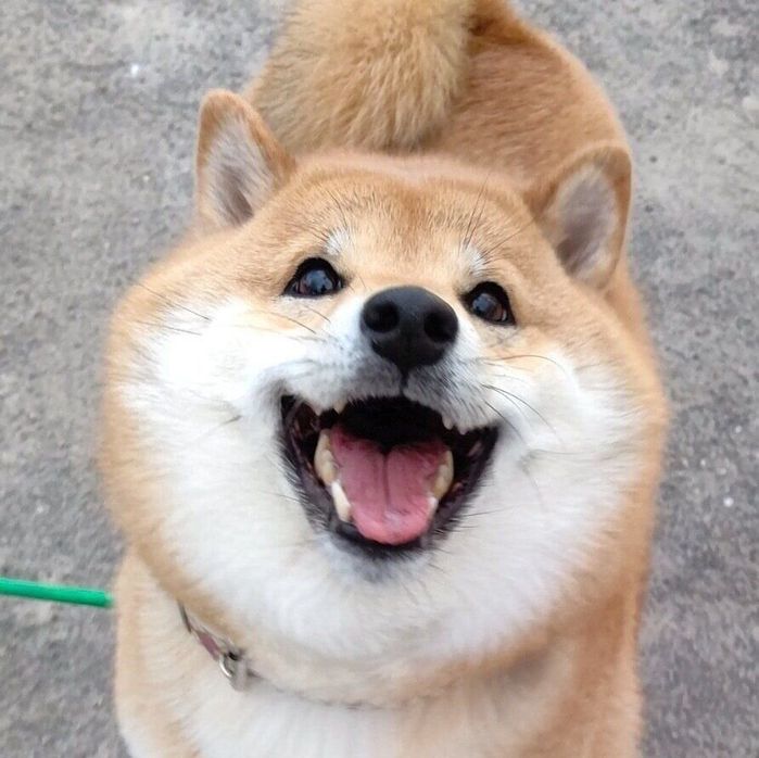 ニコニコ笑顔が愛らしいオルカちゃん