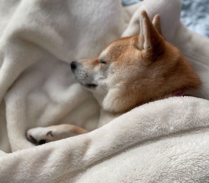 毛布の気持ちよさに気づいてしまったモモちゃん