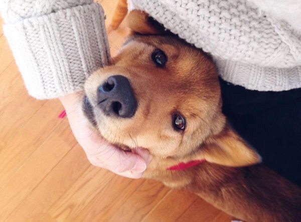 雑種の麦ちゃん