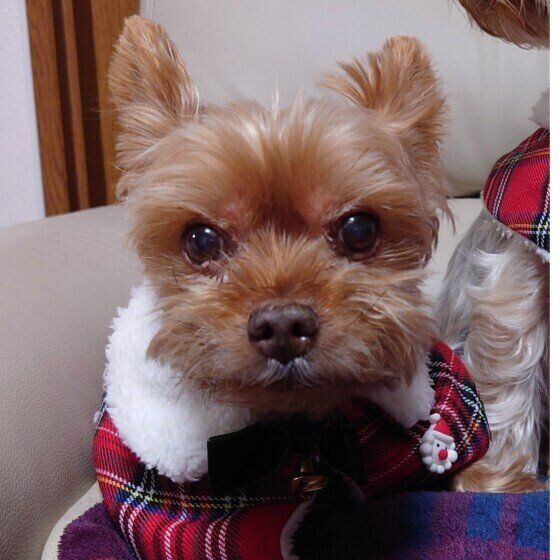 認知症の犬が吠えるのはなぜ？ 吠え続ける場合の対処法を獣医師に聞いた いぬのきもち